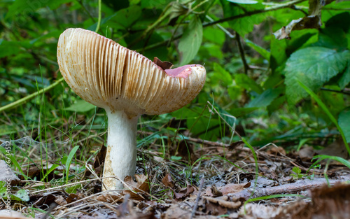 Big ripe russula mushroom close-up on blurred background of forest greenery