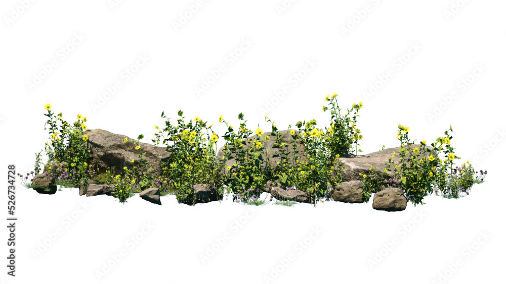 Cutout rock surrounded by yellow flowers. Garden design isolated on white background. Flowering shrub and green plants for landscaping. Decorative shrub and flower bed. - obrazy, fototapety, plakaty 