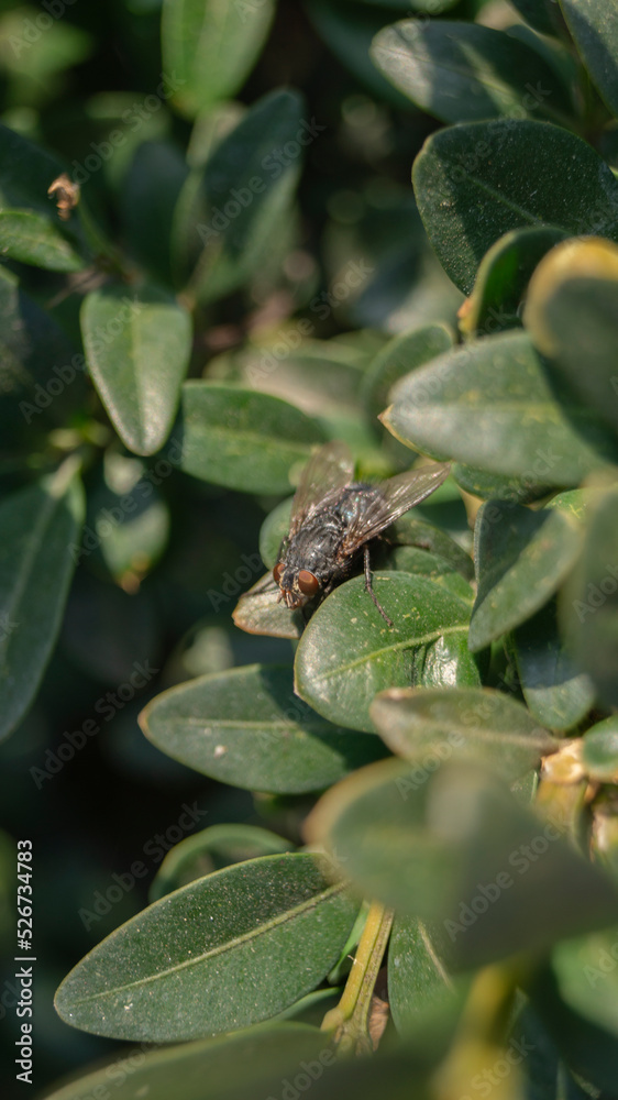 Fototapeta premium bug on a leaf