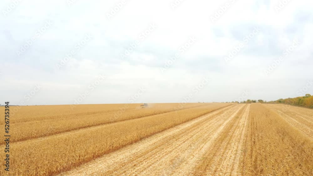 Aerial view of harvester gathering corn crop in farmland. Combine working on farm during harvesting. Beautiful countryside landscape with large wheat field at background Aerial view of harvester gathering corn crop in farmland. Combine working on farm during harvesting. Beautiful countryside landscape with large wheat field at background