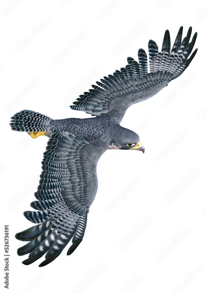 3D Rendering Falcon Bird on White 3D Rendering Falcon Bird on White