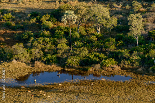 Aerial view of Real fan palm or Makalani palm (Hyphaene petersiana) and  Red lechwe or southern lechwe (Kobus leche). Okavango Delta. Botswana photo