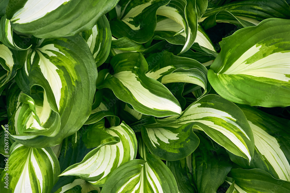 Natural background of fresh green hosta leaves with a white center in a summer garden.