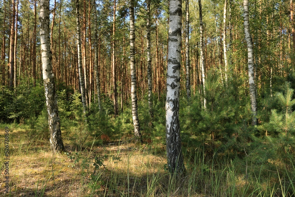 Fototapeta premium W brzozowym lesi