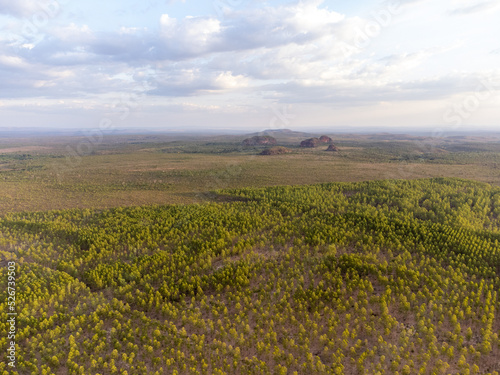 Fototapet undergrowth and sparse vegetation of the Brazilian savanna, the cerrado of Tocan