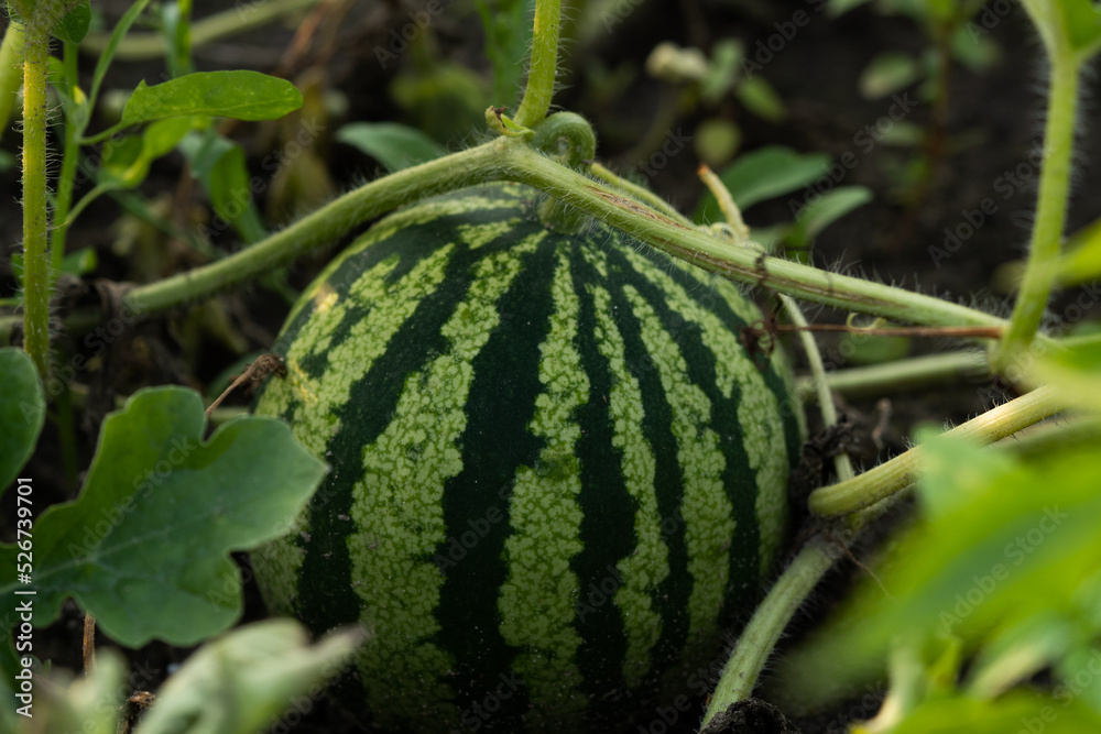 Photo of a striped watermelon in the garden. close-up Photo of a striped watermelon in the garden. close-up