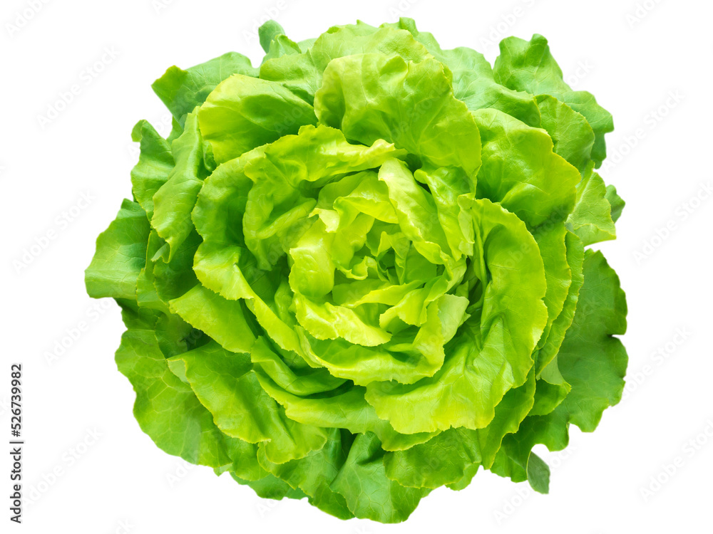 Green lettuce salad head top view isolated transparent png - obrazy, fototapety, plakaty 