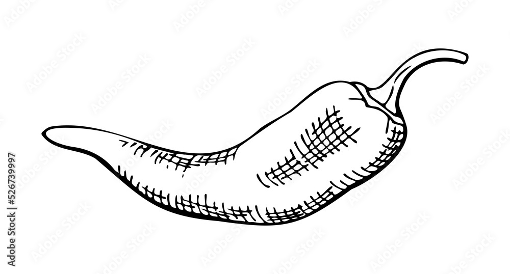 painted recumbent chili pepper, black and white drawing, hatching