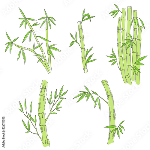 Fototapeta Naklejka Na Ścianę i Meble -  Bamboo plant. Bambos leaves and stalk. Vector line. Editable outline stroke thickness. Color Illustration.