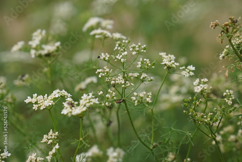 coriander flower, flower in the field.