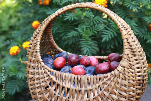 Wicker basket with ripe juicy plums  against the backdrop of nature. Fruit harvest. Selective focus  close up photo