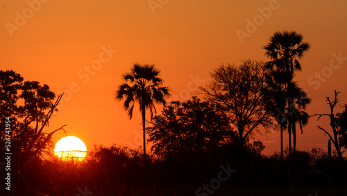 Real fan palm or Makalani palm (Hyphaene petersiana) at sunset .Okavango Delta. Botswana