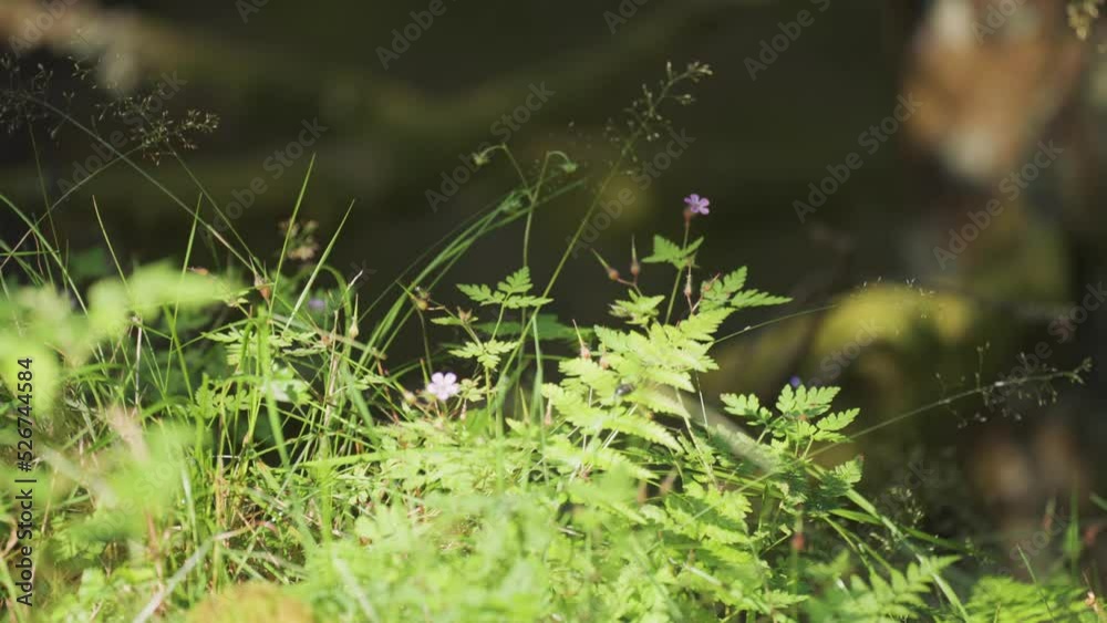 A close-up shot of the grass, flowers, and ferns on the lush meadow. A close-up shot of the grass, flowers, and ferns on the lush meadow.