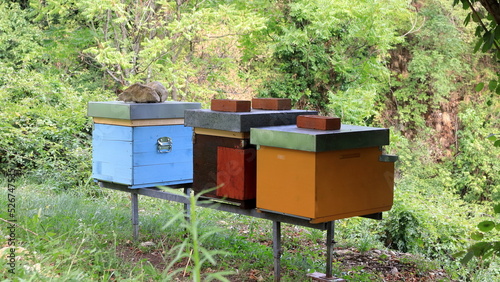 arnie per api situate nel bosco photo