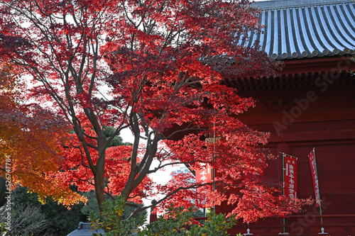 東京の紅葉　晩秋の上野の清水観音堂の紅葉風景