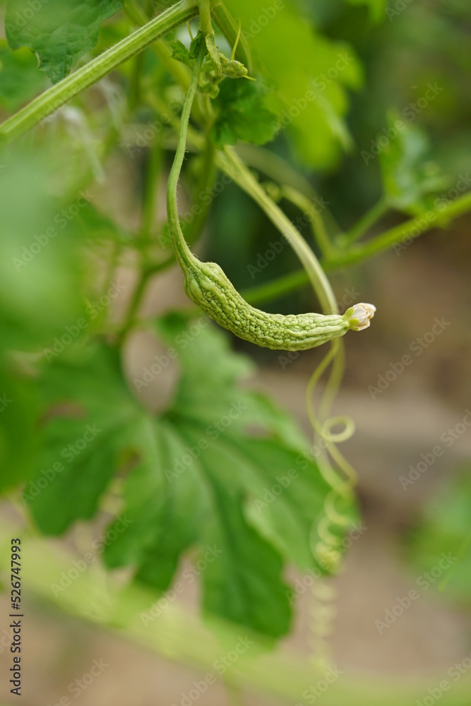 bitter gourd, bitter melon, balsam pear, bitter cucumber, momordica charantia Linn bitter gourd, bitter melon, balsam pear, bitter cucumber, momordica charantia Linn
