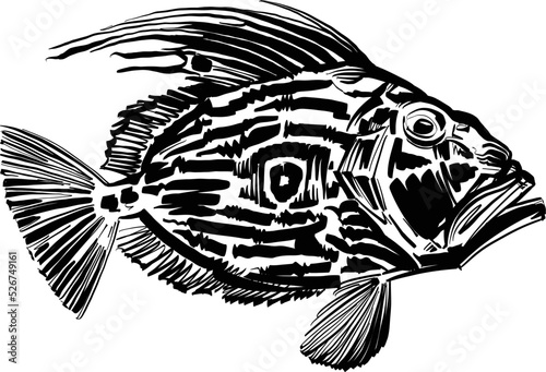 the vector illustration sketch  of the John dory fish