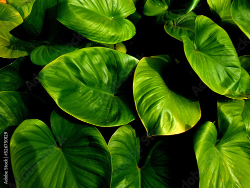 homalomena rubescens group with fresh green leaves and grows on the ground under trees and they stick in tropical forests. Plants suitable for decoration in summer or summer concept