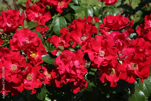 Red roses (grade Red Ribbons, Mainaufeueг, W. Kordes, 1990) in Moscow garden. Buds, inflorescence of flower closeup. Summer nature. Postcard with red rose. Roses blooming. Red flowers, rose blossom