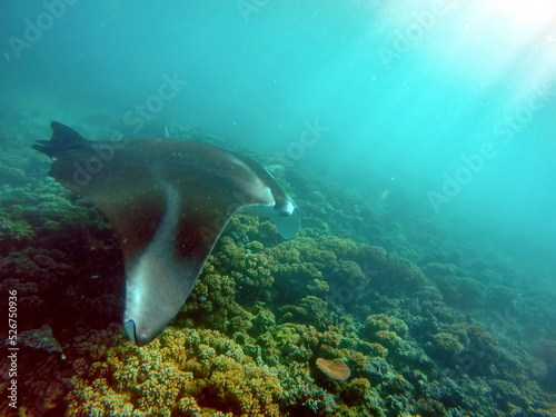 Manta ray feeding on a reef in the Yasawa Islands, Fiji