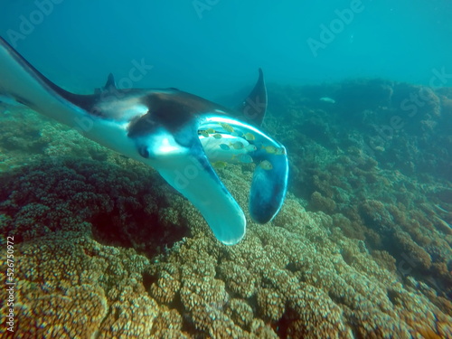 Manta ray feeding on a reef in the Yasawa Islands  Fiji