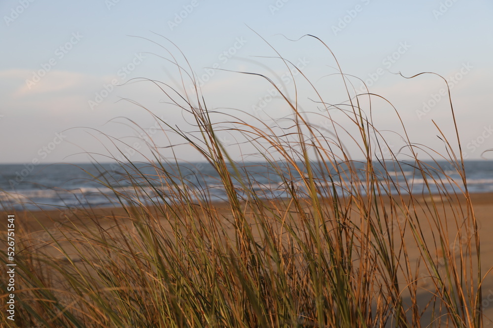 Fototapeta premium reed on the beach