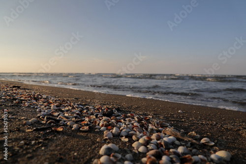 Fototapeta Naklejka Na Ścianę i Meble -  beach and sea and shell