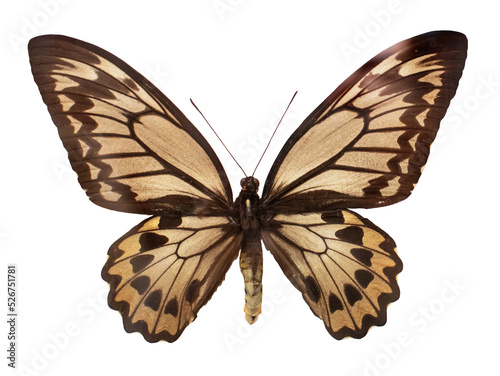 Isolated top view photo of a butterfly with spread wings