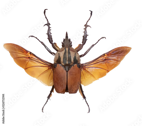 Foto Isolated top view photo of a giant Rhino beetle with spread wings