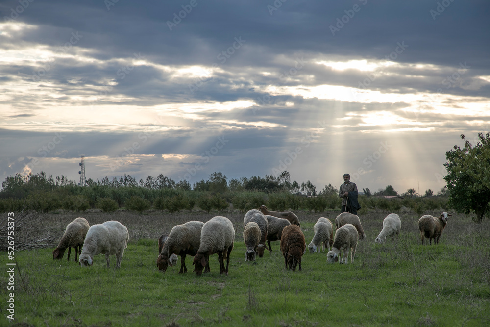 Fototapeta premium flock of sheep in the field