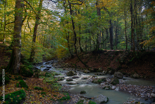 river in the forest autumn