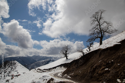snow covered trees