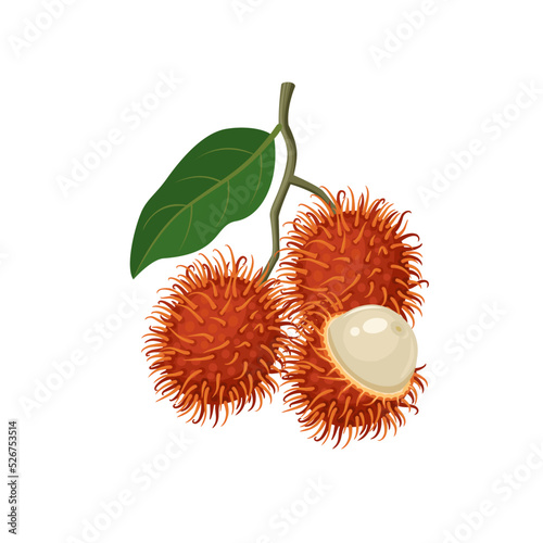 Vector illustration, rambutan fruit bunch, scientific name Nephelium lappaceum, isolated on white background. photo