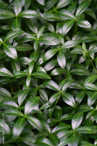 plant background of periwinkle leaves and hosts on a flowerbed without flowers