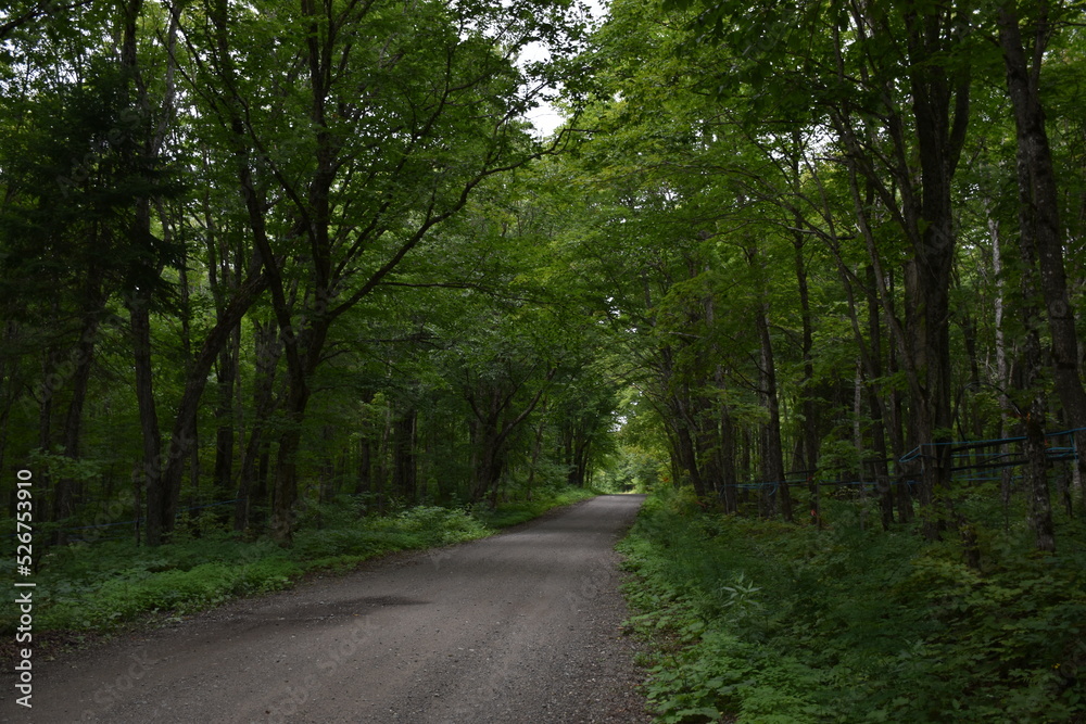 A country road in summer, Sainte-Apolline, Québec, Canada