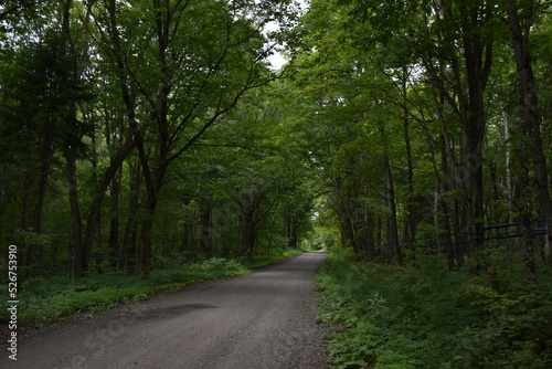 A country road in summer, Sainte-Apolline, Québec, Canada