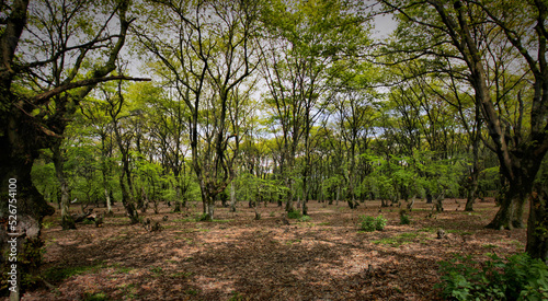 Panorama forest trees green