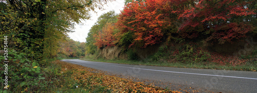 Panorama forest autumn 