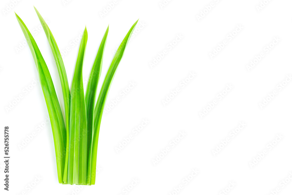 Fresh green pandan leaves isolated on white background