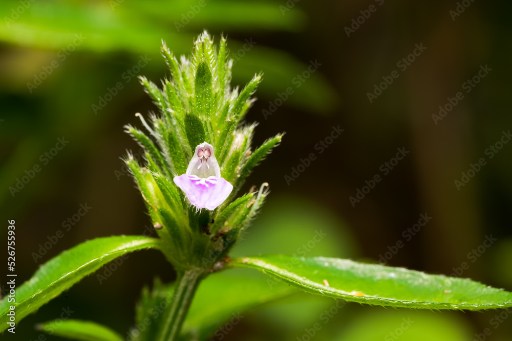 Justicia procumbens (Rat tall willow) flower Justicia procumbens (Rat tall willow) flower