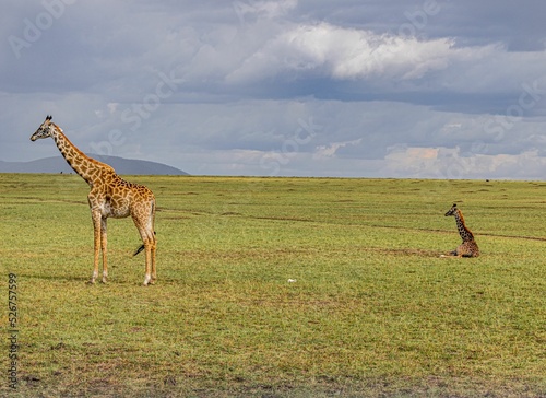 Photography Beautiful shot of giraffes in a field during the day in Africa