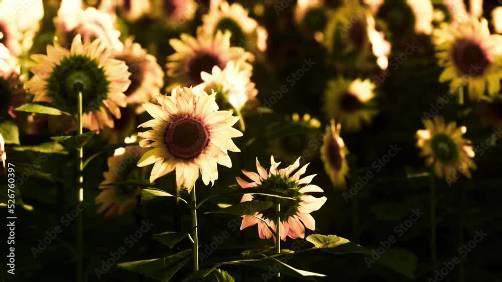many bright yellow big sunflowers in plantation fields on evening sunset many bright yellow big sunflowers in plantation fields on evening sunset