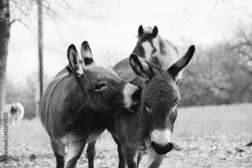 Canvas Print Friendship of mini donkeys closeup being playful in farm field.