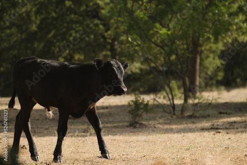 Black beef calf in dry pasture during Texas drought in summer.