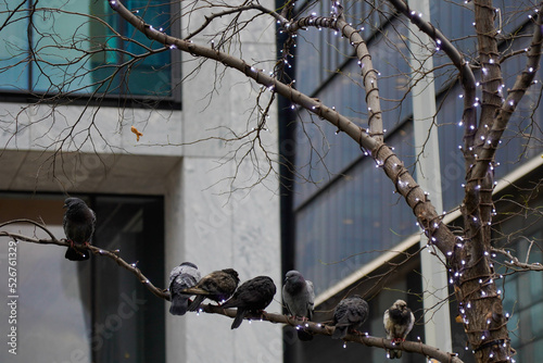 Pájaros reposando sobre una rama de un árbol decorado con luces de navidad en Nueva York