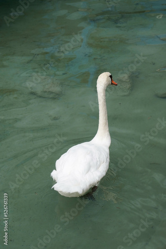Plano medio de un cisne blanco nadando en un lago de aguas verdes