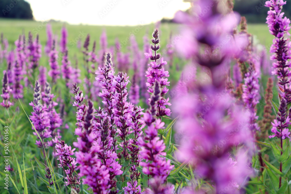 Summer background: pastel meadow flowers on a meadow on a summer evening in the rays of the setting sun, bokeh, close-up Summer background: pastel meadow flowers on a meadow on a summer evening in the rays of the setting sun, bokeh, close-up