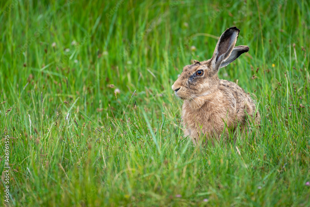 Fototapeta premium European Brown hare Lepus europaeus sitting in grass field