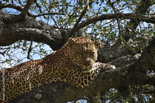 leopard in the tree