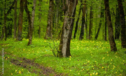 forest with green grass, tree and flower